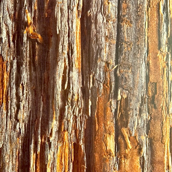 Scrapbook Paper! Wood Textures & Backgrounds! 12x12” - Picture 9 of 17